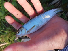 オイカワの釣果