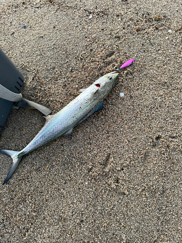 サゴシの釣果