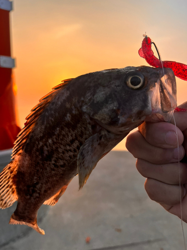 クロソイの釣果