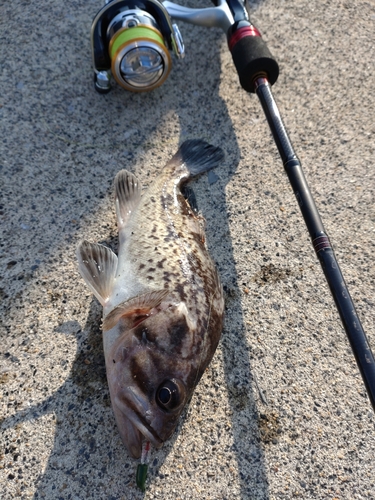 クロソイの釣果