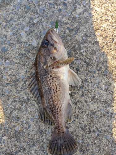 クロソイの釣果