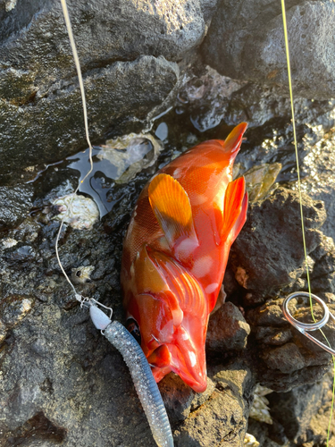 アカハタの釣果