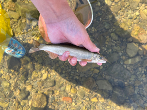 アユの釣果