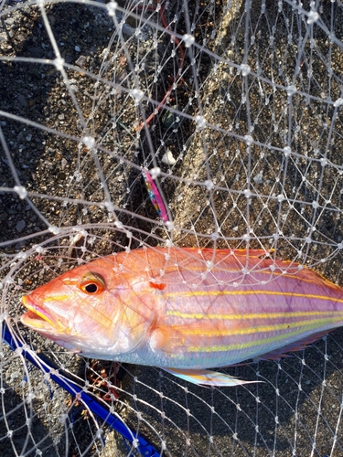 イトヨリダイの釣果