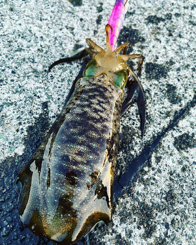 アオリイカの釣果