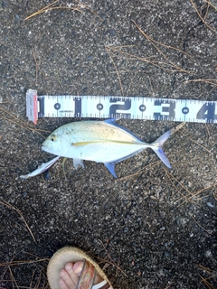 カスミアジの釣果