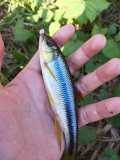 カワムツの釣果