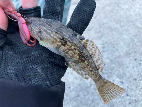 アイナメの釣果