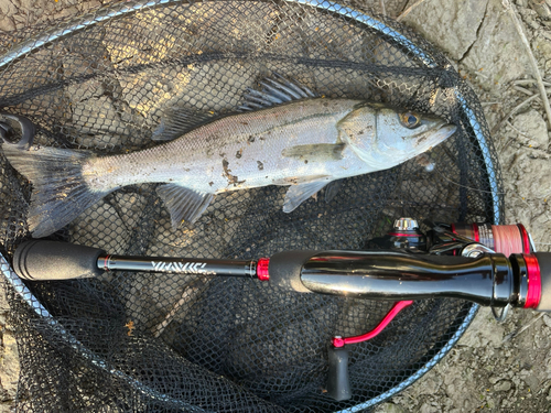 セイゴ（タイリクスズキ）の釣果