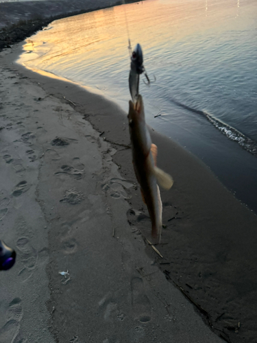 マゴチの釣果