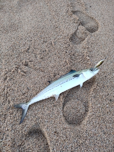 サゴシの釣果