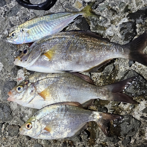 ウミタナゴの釣果