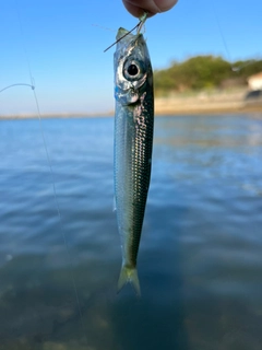 イワシの釣果