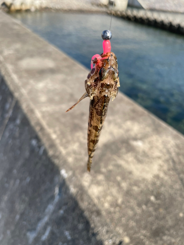 アナハゼの釣果