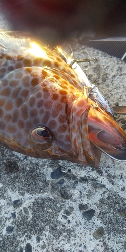 オオモンハタの釣果