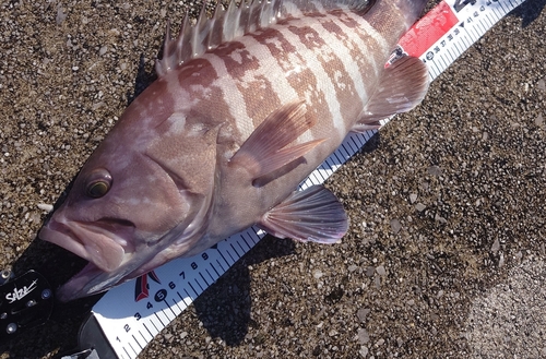 マハタの釣果