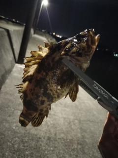 タケノコメバルの釣果