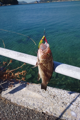 オオモンハタの釣果