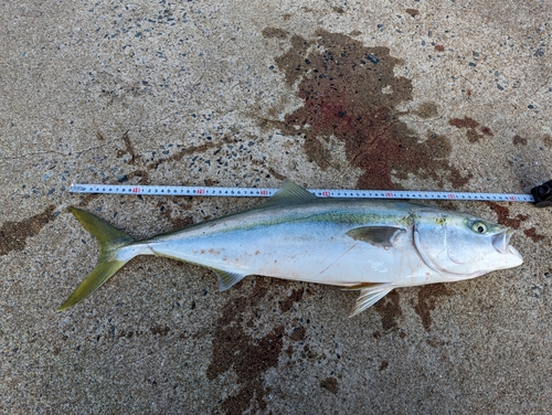 ヤズの釣果