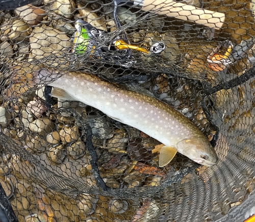 アメマスの釣果