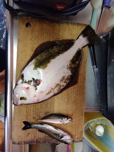 ヒラメの釣果