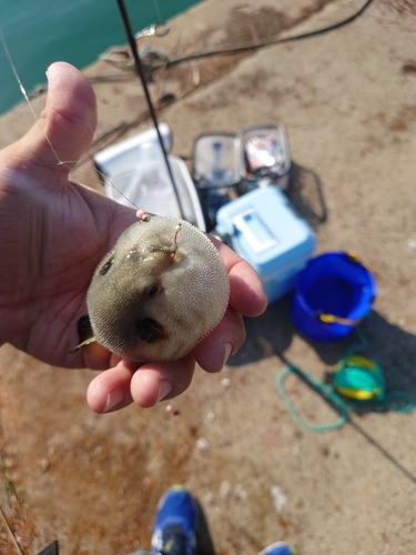 ハゼの釣果