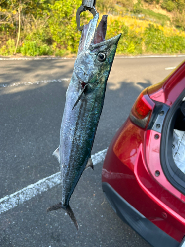 サゴシの釣果