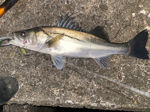 シーバスの釣果