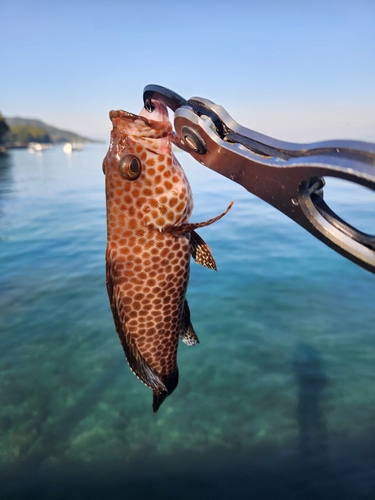 オオモンハタの釣果