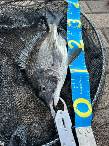 クロダイの釣果