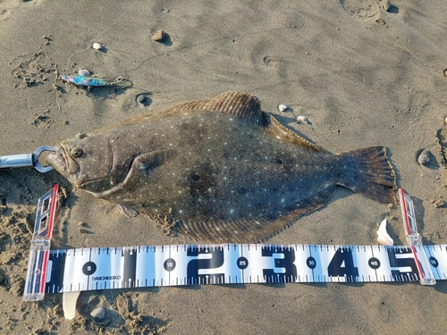 ヒラメの釣果