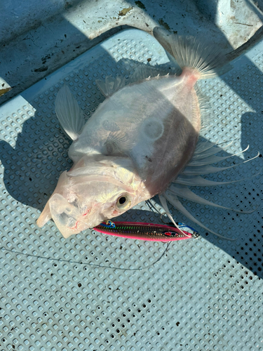 マトウダイの釣果