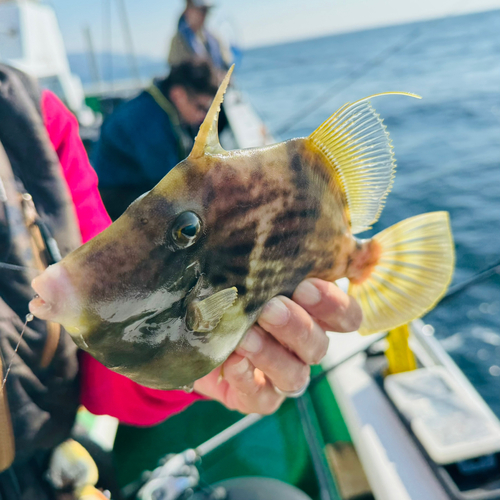 カワハギの釣果