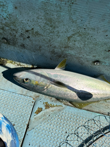 ヤズの釣果