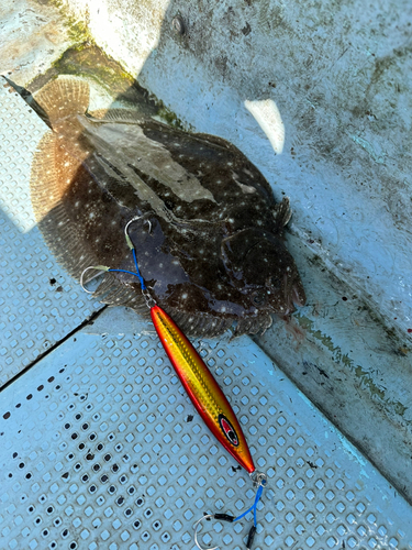 ガンゾウビラメの釣果