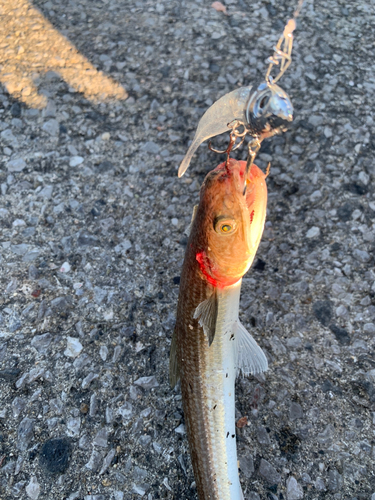 エソの釣果