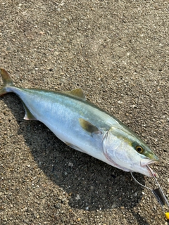 ヤズの釣果