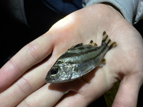 コトヒキの釣果