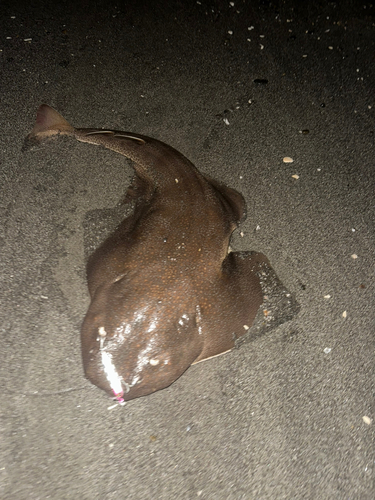 カスザメの釣果