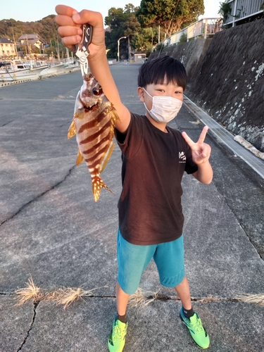 タカノハダイの釣果