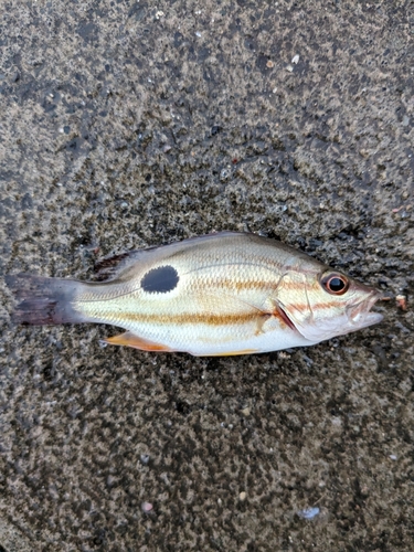 クロホシフエダイの釣果