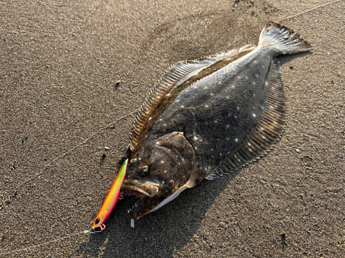 ヒラメの釣果