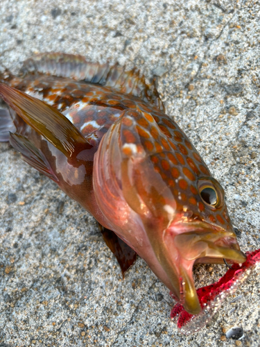 キジハタの釣果