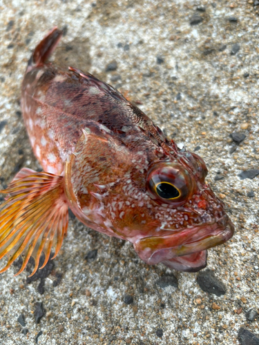 カサゴの釣果