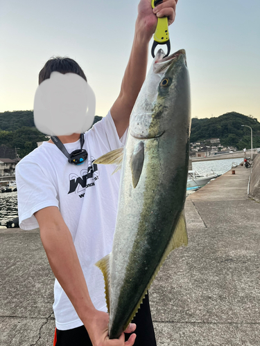 ブリの釣果