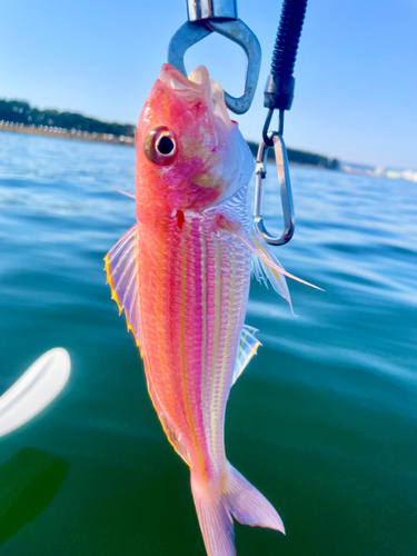 イトヨリダイの釣果