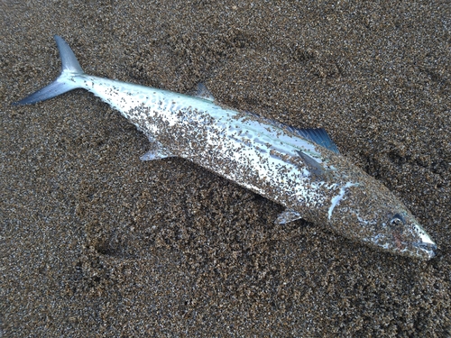 サゴシの釣果