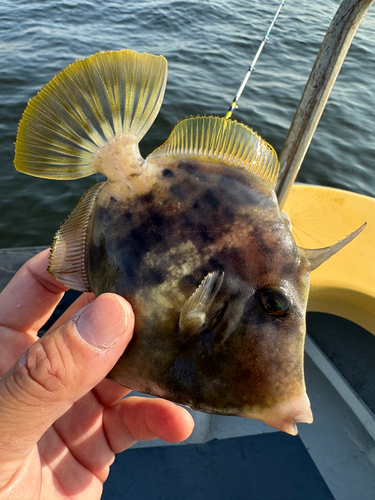 カワハギの釣果