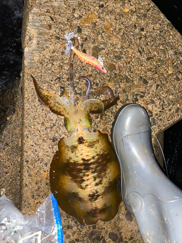 アオリイカの釣果