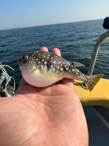 コモンフグの釣果